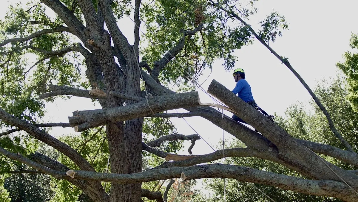 Professional Crown Thinning performed by certified arborists in Riverhead