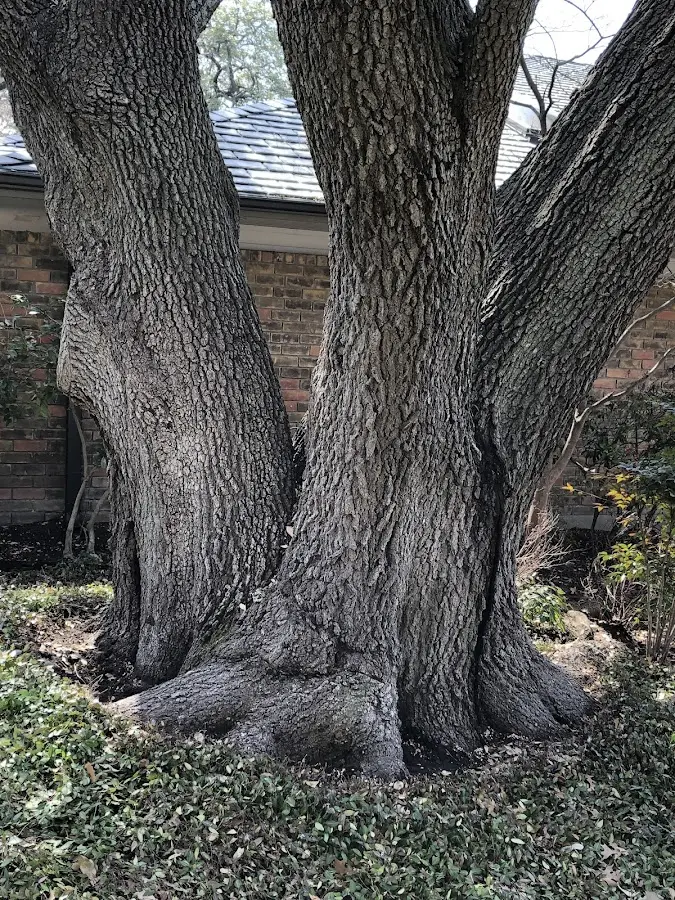 Mature heritage tree close to a Riverhead property cared for by certified arborists